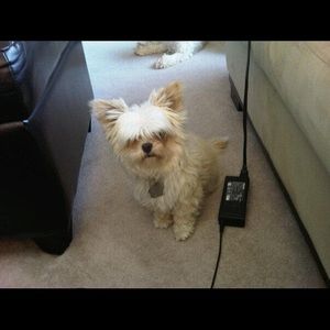 Meet your Posher, Pearl